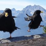 La «mejor-peor» fotografía de animales salvajes (galería)