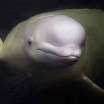 Listo para abrirse en Islandia el primer santuario del mundo para belugas cautivas