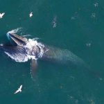 Las ballenas más grandes del mundo comen tres veces más de lo que se pensaba