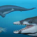 Descubren una nueva especie de ballena extinta que vivió hace 41 millones de años