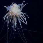 Una expedición encuentra 20 especies que podrían ser todas nuevas
