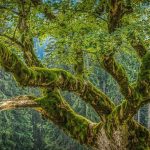 Árboles gigantes ayudan a proteger la biodiversidad y combatir el cambio climático