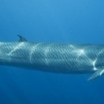 Solo se conocen 33 ejemplares de una especie de ballena