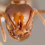 La extraordinaria ingeniería que permite a las hormigas llegar a todas partes apilándose unas sobre otras