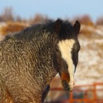 El caballo rizado: tan misterioso como hipoalergénico