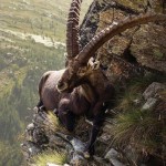 Fotos sorprendentes que muestran que las cabras pueden escalar cualquier cosa