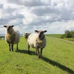 Acertijo- Las cabras pastando