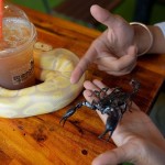 ¿Te gustan las serpientes? Visita el Café Reptil de Camboya