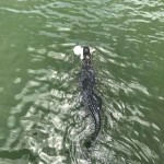 Un caimán llamado Charlie se comió un tiburón. Acostúmbrate, dicen los científicos