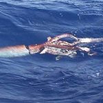 Los secretos genéticos del calamar gigante, al descubierto