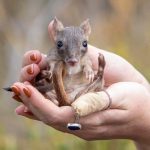 Las diminutas ratas canguro vuelven a poblar el sur de Australia más de un siglo después