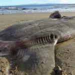 ¿Qué es esta extraña criatura hallada en California?