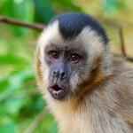 Los monos capuchinos están en su edad de piedra