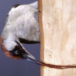 ¿Por qué los pájaros carpinteros no se muerden la lengua al taladrar la madera?