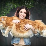 ¡Conoce al gato más grande del mundo!