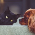 Ocho consejos de expertos para conseguir que tu perro y tu gato se lleven bien
