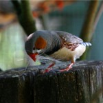 Observación y práctica, así aprenden a cantar las aves