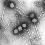Este centenario ‘devorador de bacterias’ podría ‘jubilar’ a los antibióticos
