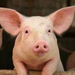 Experto cirujano afirma que los corazones de cerdos podrían ser trasplantados a los humanos “dentro de 3 años”