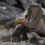 Biólogos revelan secretos de la longevidad de las tortugas y los anfibios