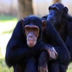 El cerebro es lo que más nos distingue de los primates