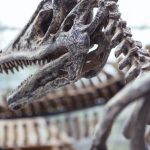 Descubren una nueva especie de dinosaurio en China