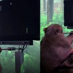 Mono jugó a videojuego con su mente gracias a un chip implantado en su cerebro