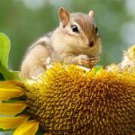 Una de cada tres especies animales y vegetales podría pasar a la historia por culpa del cambio climático