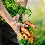 Crean biocombustible a partir de desechos de zanahoria
