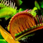 ¿Los vegetarianos pueden comer plantas carnívoras?