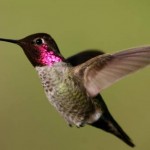 El secreto para volar como un colibrí