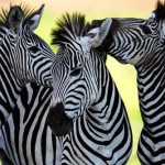 Colores de la cebra: el animal con la piel más curiosa