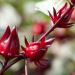 Así puedes plantar flor de jamaica en casa, ¡en solo 4 pasos!
