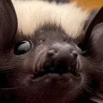 Conoce al murciélago panda Blanco y negro, originario del Congo
