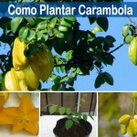 Cómo plantar carambola o fruta estrella, cuidados y cosecha