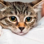 Cómo saber si tu gato se encuentra mal | ¡Detéctalo!