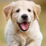 Descubren un tratamiento que alargaría un 30% la vida de los perros y se estudia su aplicación en humanos: “Existe esperanza”