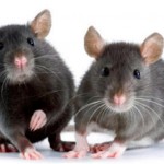 Consiguen que los ratones se vuelvan cobardes o valientes manipulando su cerebro