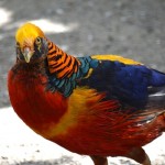 Faisán Dorado