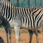 Reviven una subespecie extinta de la cebra