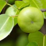 Conoce el árbol más peligroso del mundo