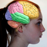 ¿Tu cerebro es racional o emocional?