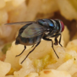 Sí una mosca se para en tu comida, ¿deberías tirarla?