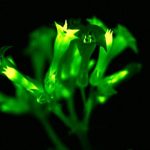CREAN PLANTAS BRILLANTES USANDO GENES DE HONGOS