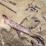 Encuentran en Rusia los restos de un dinosaurio carnívoro del Cretácico