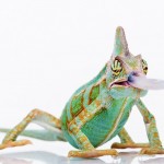 ¿Cuál es el animal que se mueve más rápido?