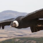 Descubren cómo el corpulento cóndor andino logra volar más de 170 kilómetros sin mover las alas