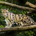 Encuentran en Taiwán un leopardo creído extinto desde hace más de 30 años