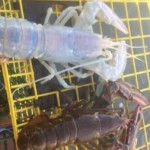 Capturan una extraña langosta transparente