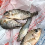 Llueven peces en una ciudad mexicana